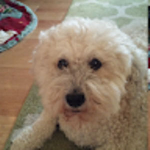 Meet your Posher, Maggie